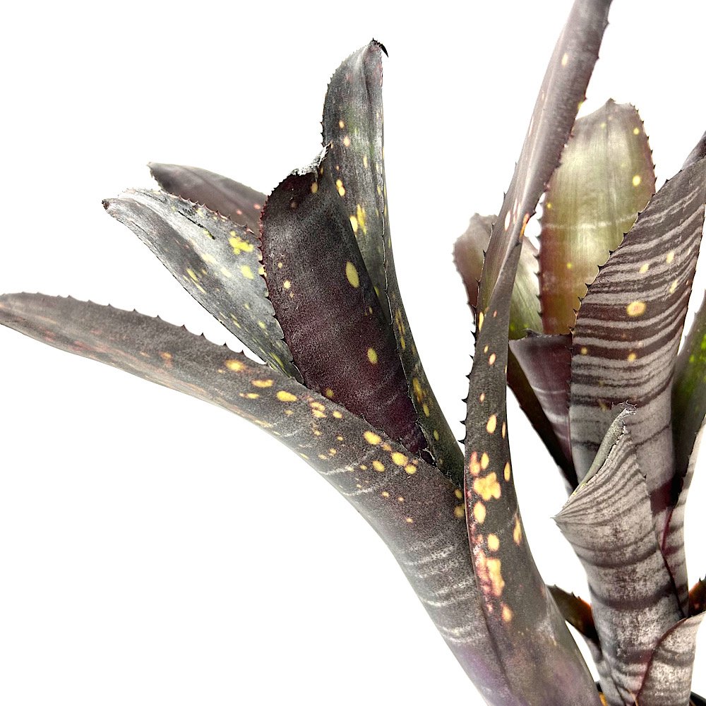 楽天市場】ダース・ベイダー（観葉植物｜花・観葉植物）：花・ガーデン