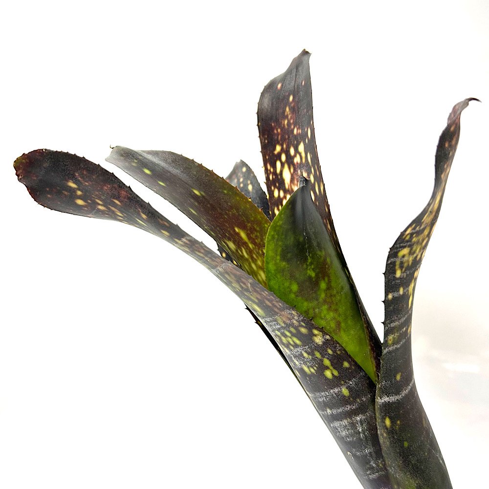 楽天市場】ダース・ベイダー（観葉植物｜花・観葉植物）：花・ガーデン