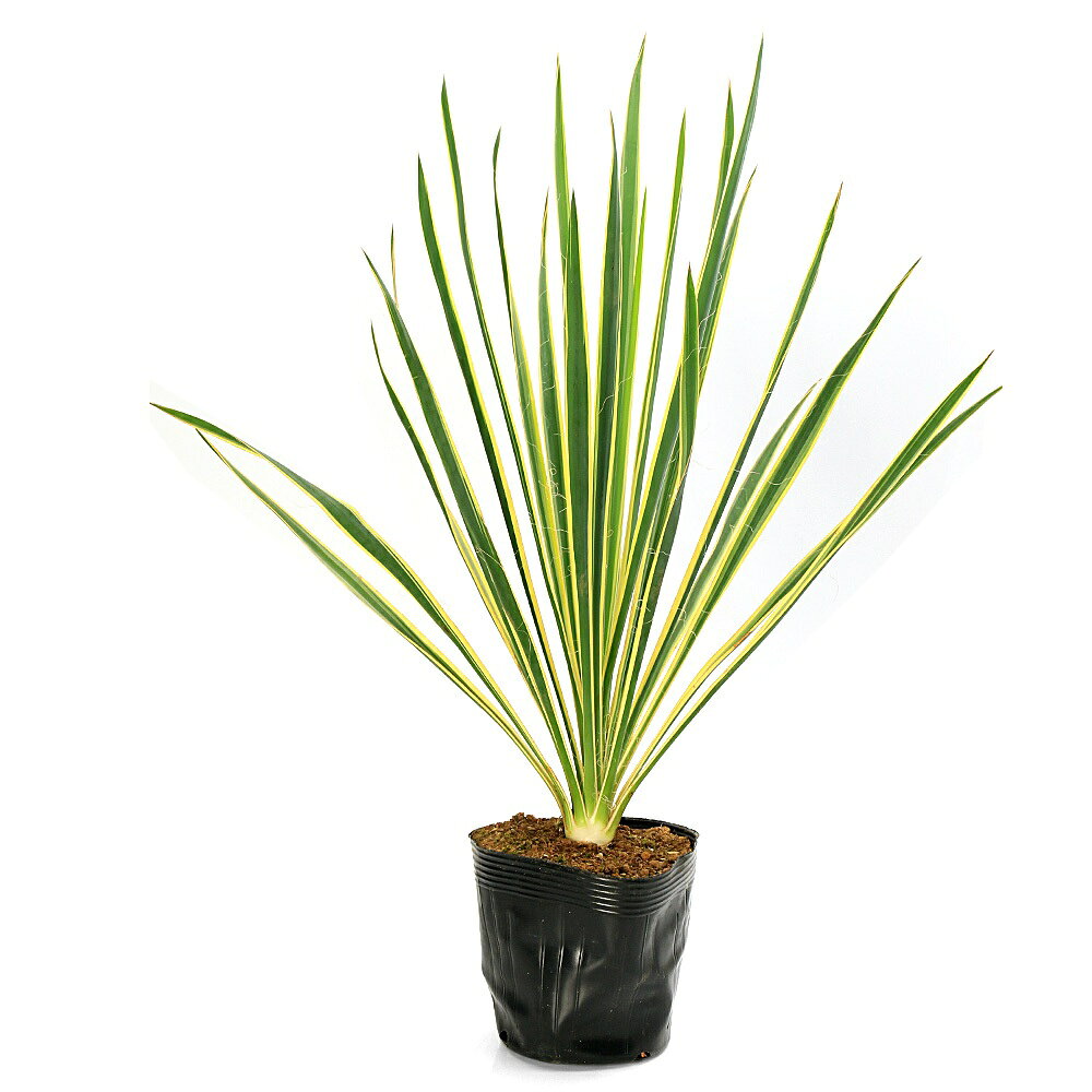 楽天市場】ユッカ 斑入り（観葉植物｜花・観葉植物）：花・ガーデン