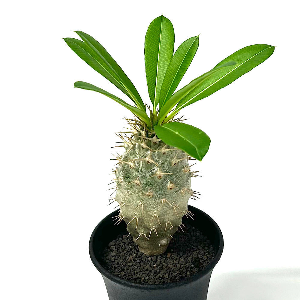 Pachypodium lamerei-パキポディウム・ラメレイ