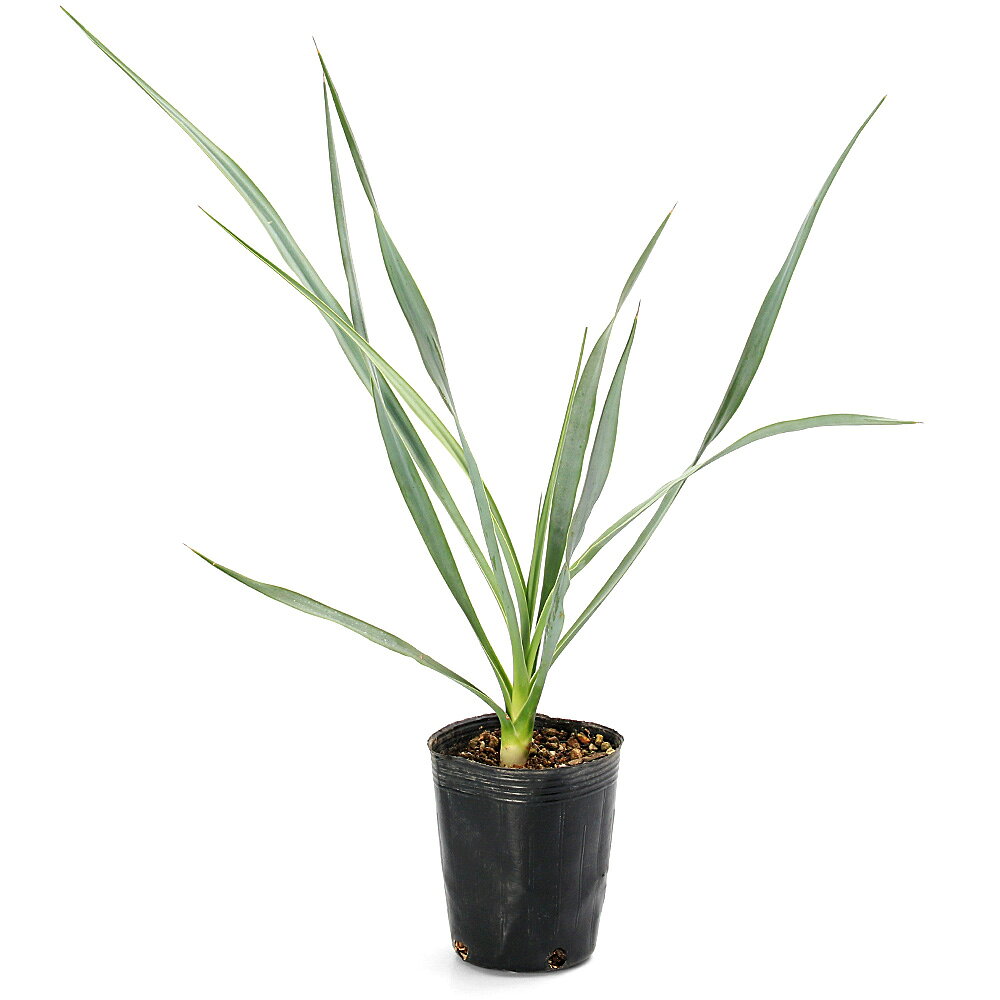 楽天市場】ドライガーデン（種類（植物）ユッカ）の通販