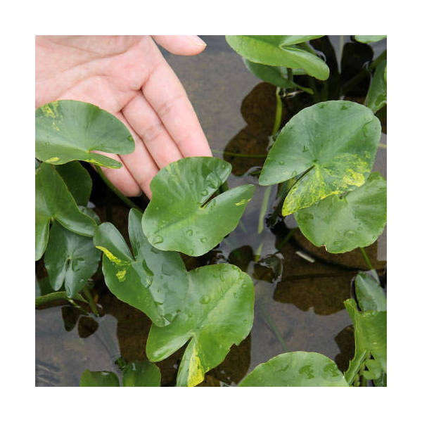 （ビオトープ）水辺植物　河骨　斑入りコウホネ（1ポット）　浮葉植物