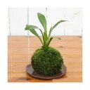 (盆栽)苔玉 オモダカ 品種おまかせ(1個) 観葉植物 コケ玉