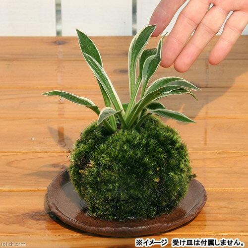 ���ߺϡ��ݶ̡����ܥ�����1�ġˡ����տ�ʪ�������̡ʵ�̲���֡�