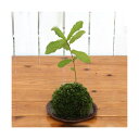 (盆栽)苔玉 どんぐりの木(1個) 観葉植物 コケ玉