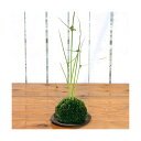(盆栽)苔玉 カヤツリグサ(1個) 観葉植物 コケ玉