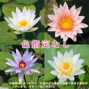 (ビオトープ)睡蓮 おまかせ熱帯性品種睡蓮(スイレン) 色指定なし(3ポット)