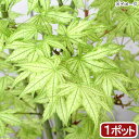 (盆栽)モミジ 大ポット 鴫立沢(シギタチサワ) 5~6号(1鉢)同梱不可