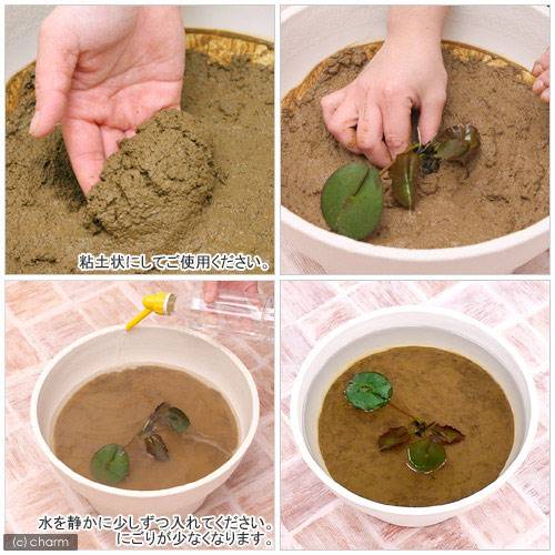パッケージなし　スイレンとハスの土（5L）（水生植物専用培養土）　お一人様4点限り