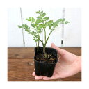 (ビオトープ)水生植物 セリ 芹(1ポット) 家庭菜園