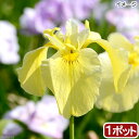 (ビオトープ)水生植物 花菖蒲 みちのく黄金(ミチノクコガネ) 薄黄色三英花(1ポット)