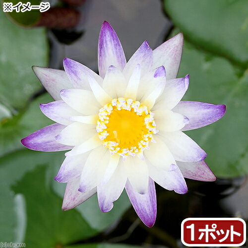 （ビオトープ）睡蓮 熱帯性睡蓮（スイレン）（白紫） パープルジョイ（1ポット）（ムカゴ種）（休眠状態）