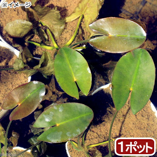 （ビオトープ）水生植物 河骨 サイジョウコウホネ（1ポット） 浮葉植物（休眠状態）
