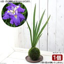 (盆栽)苔玉 花菖蒲(品種おまかせ)(1個) 観葉植物 コケ玉