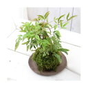 (盆栽)苔玉 山野草3種寄せ植え(品種おまかせ)(1個) 観葉植物 コケ玉