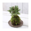 (盆栽)苔玉 ミニ樹木 品種おまかせ(1個) 観葉植物 コケ玉