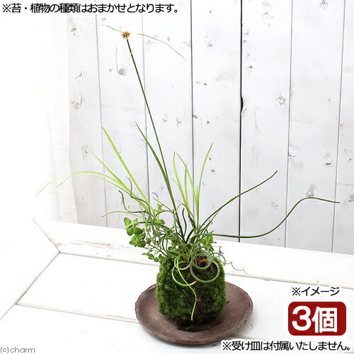 （盆栽）苔玉　水辺植物3種寄せ植え（品種おまかせ）（3個）　観葉植物　コケ玉