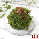 (盆栽)ミニ苔玉 モウセンゴケ 品種おまかせ(1個) 観葉植物 コケ玉