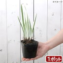 (ビオトープ)水生植物 花菖蒲 斑入りハナショウブ(1ポット) 湿性植物