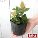 (山野草)盆栽 ツルコウジ(蔓柑子) 3号(1ポット)