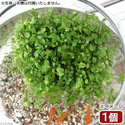 （水草）水辺植物　育成済　メダカが喜ぶ浮き島仕立て！～前景草ミックス～　浮き島　産卵　隠れ家（水上葉）（1個）