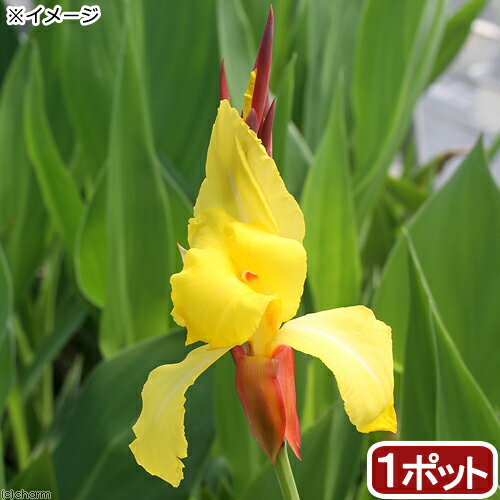 （ビオトープ）水生植物　カンナ　ストライプビューティー　4号（1ポット）（休眠状態）