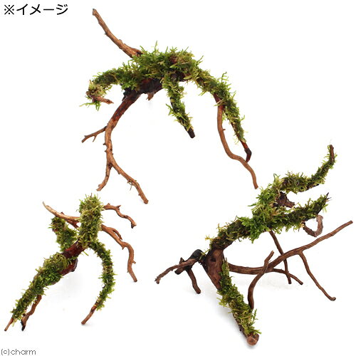 charm 3980 楽天市場店の（観葉植物）テラリウム　苔　テラ向け　ブランチアーチ流木　ハイゴケ付き（約15〜20cm）（1本）｜アングル2