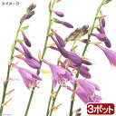 (山野草)ギボウシ(擬宝珠) コバギボウシ(小葉擬宝珠) 3号(3ポット)