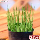 （ビオトープ）水辺植物　ヒメホタルイ（3ポット）　抽水～湿性植物