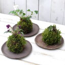 (盆栽)苔玉 スミレ(菫)品種おまかせ・記載無し(1個)観葉植物 コケ玉