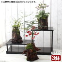 (山野草)苔盆栽 おまかせ山野草1〜2種寄せ植え 切り株流木鉢植え(3鉢)