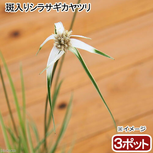 （ビオトープ）水生植物　斑入りシラサギカヤツリ（3ポット）　湿生植物（休眠状態）