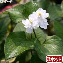 （ビオトープ）水辺植物 八重咲きドクダミ（3ポット） 湿生植物