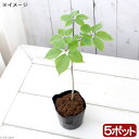 (山野草)山菜 コシアブラ(漉油)素掘り苗 3~4号(5ポット)家庭菜園 盆栽 庭木
