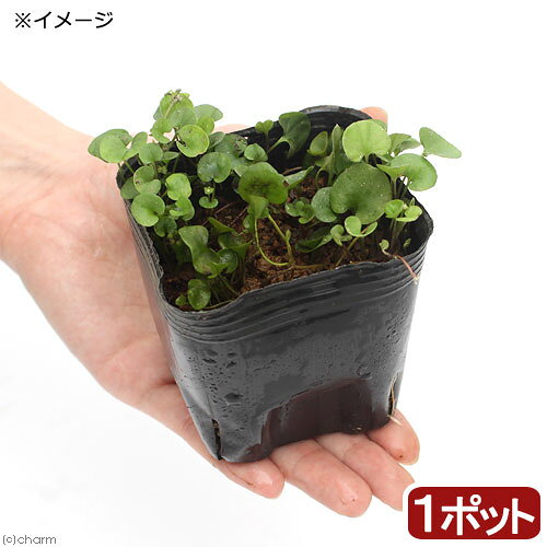 （山野草）アオイゴケ（葵苔　ダイコンドラ・ミクランサ）　3号（1ポット）