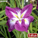 (ビオトープ)水生植物 花菖蒲 登竜門(トウリュウモン)肥後系濃紅紫六英花(1ポット)