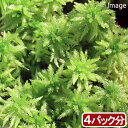(テラリウム)苔 オオミズゴケ 4パック分