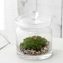 (観葉植物)苔テラリウム 草原に佇む鹿 ガラスポットS 説明書付 コケテラリウム 苔テラ コケテラ 苔 インテリア