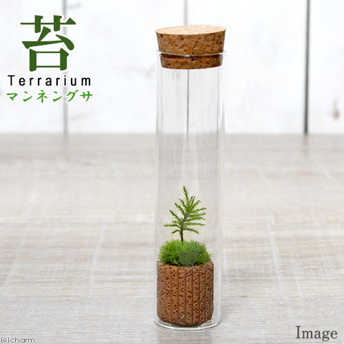 (観葉植物)苔テラリウム コウヤノマンネングサ スリムガラス 説明書付 コケテラリウム 苔テラ コケテラ 苔 インテリア