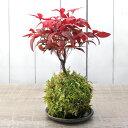 (盆栽)受け皿付き 苔玉 品種おまかせ ナンテン(南天)(1個)観葉植物 コケ玉