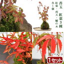 (盆栽)苔玉 紅葉植物3種 モミジ・ナンテン・ハゼノキ(1セット) 観葉植物 コケ玉