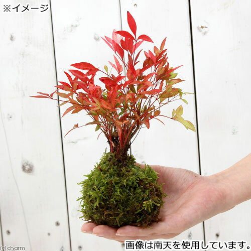 （盆栽）苔玉 紅葉植物3種 モミジ・ナンテン・ハゼノキ（1セ…