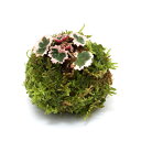 (盆栽)苔玉 斑入りユキノシタ(御所車)(1個) 観葉植物 コケ玉