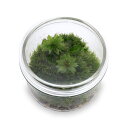 (観葉植物)苔テラリウム カサゴケモドキ 蓋付きカップS 説明書付 コケテラリウム 苔テラ コケテラ 苔 インテリア
