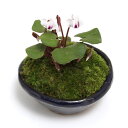 (山野草)苔盆栽 原種シクラメン コウム アルバ 平小鉢植え 鉢色おまかせ(1鉢)(休眠状態)