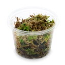 (テラリウム)苔 カップ売り 国産 生ミズゴケ(生水苔)(2カップ)