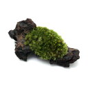 (テラリウム)苔 テラ向け ヤマゴケ付流木 ミニサイズ(7cm程度)(3本) 北海道航空便要保温