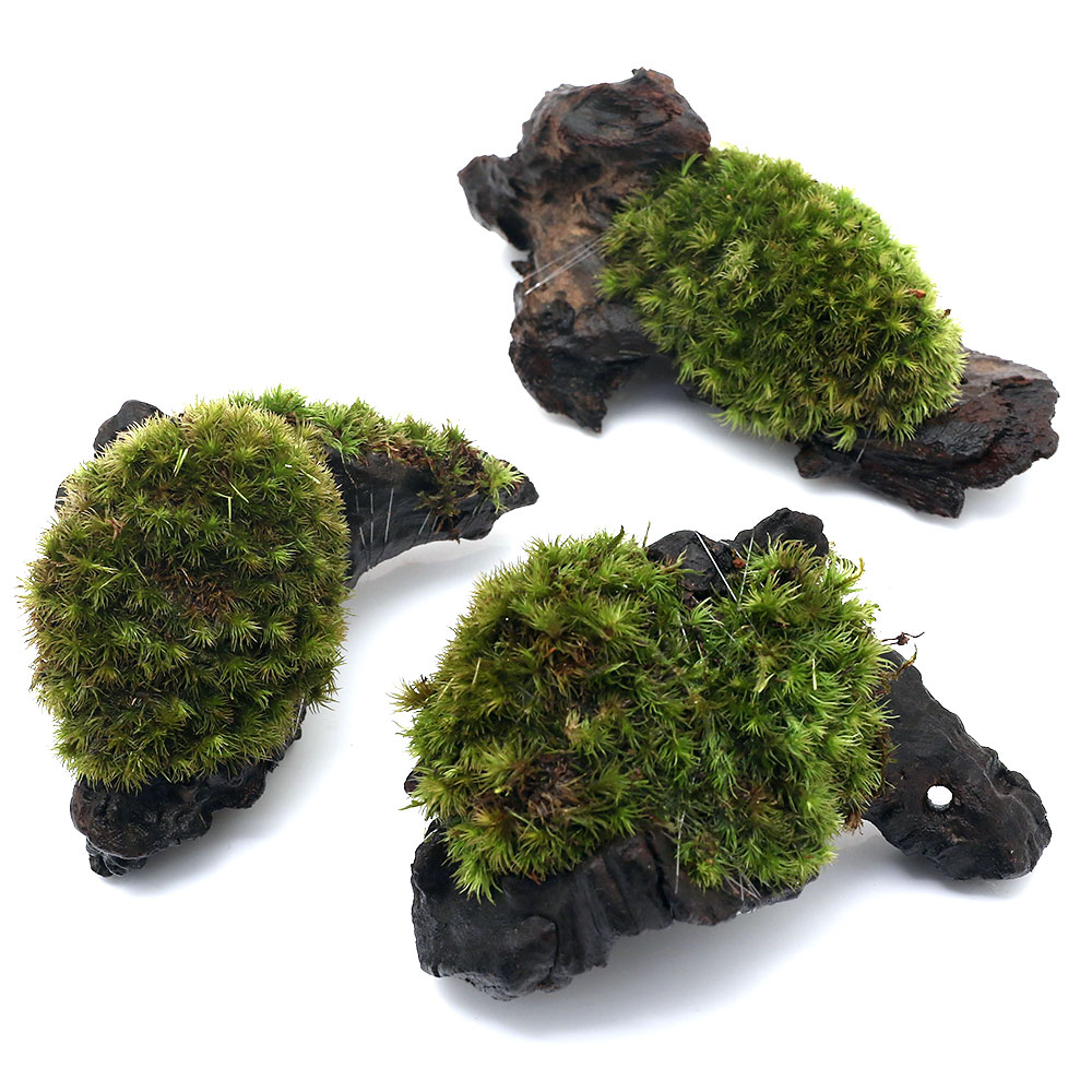 charm 3980 楽天市場店の（観葉植物）テラリウム　苔　テラ向け　ヤマゴケ付流木　ミニサイズ（7cm程度）（3本）｜アングル2