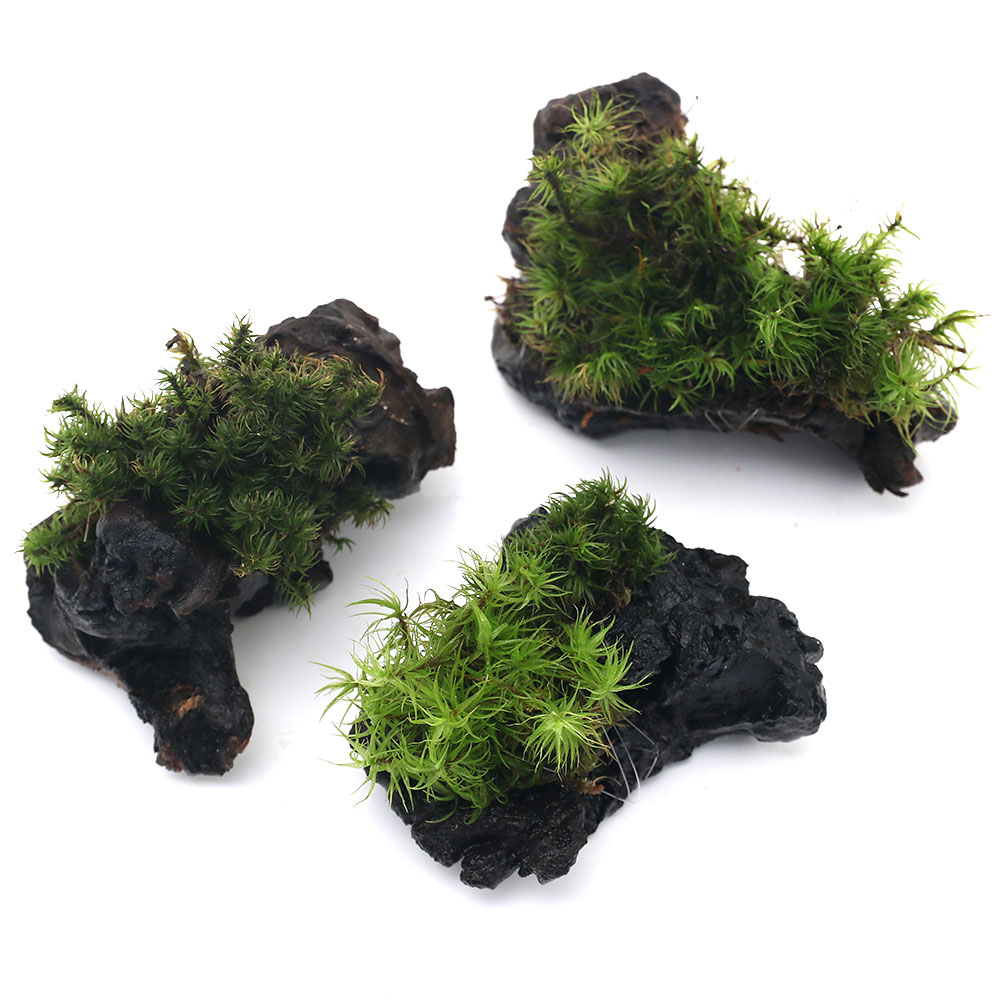（観葉植物）テラリウム　苔　テラ向け　シッポゴケ付流木　ミニサイズ（7cm程度）...