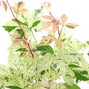 (観葉植物)パーセノシッサス 品種系斑入りアメリカヅタ ミステリー ピンク 3号(1ポット)